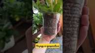 #plant #петуния #petunia