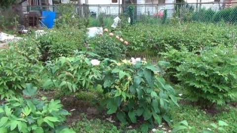 Peony Garden 4-30-2017