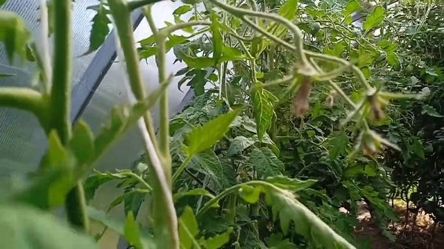 Минусинские стаканы оранжевые