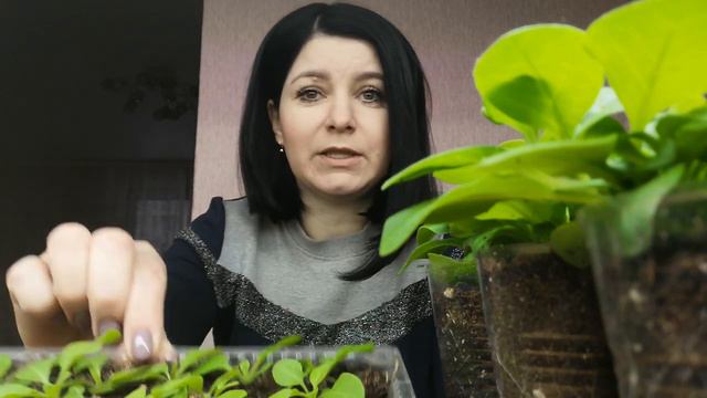 АМПЕЛЬНАЯ ПЕТУНИЯ ГОТОВА К ПИКИРОВКЕ🌺🌺СЕЯНЦАМ 16 ДНЕЙ