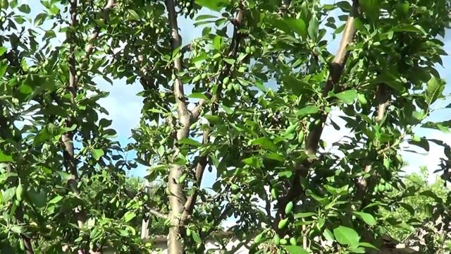 ЖЕНА ВОЗМУЩАЕТСЯ / КИРПИЧНУЮ КЛАДКУ ЗАКОНЧИЛИ / ЧТО ТЫ ПРЯЧЕШЬ / Я ТЕБЕ РАЗРЕШАЮ
