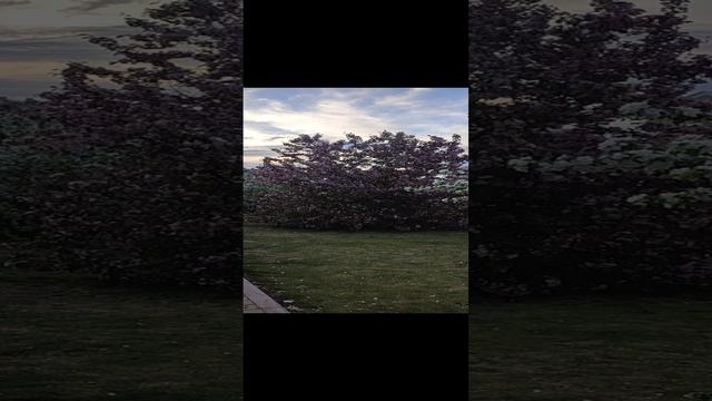 Тюмень цветёт mp4