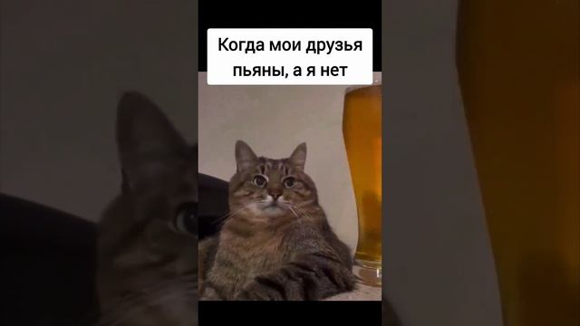 Знакомо? Что это, если не жиза