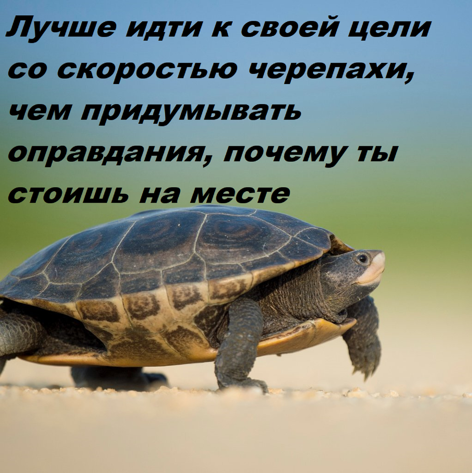 Лучше идти к своей цели со скоростью черепахи, чем придумывать оправдания, почему ты стоишь на месте