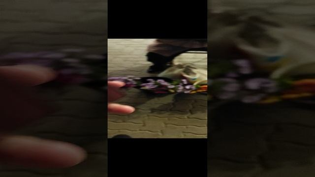 БАБУШКА? ИДИТЕ ДОМОЙ ? НОЧНЫЕ ЦВЕТЫ???????