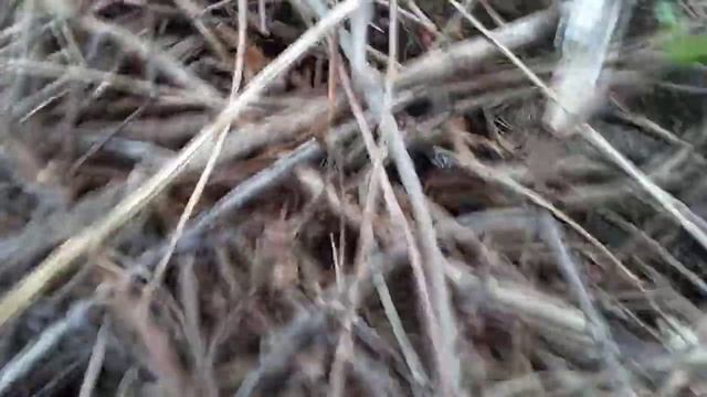 Услуги металлоискателя в Москве.mp4
