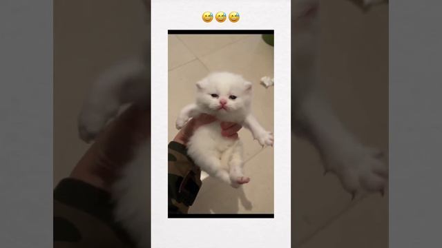 Танец котёнка
