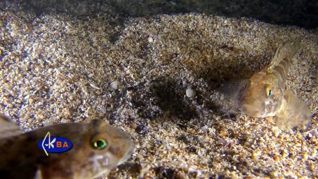 Рыбы Черного моря. Бычок черный. Fishes of the Black sea. Gobius niger