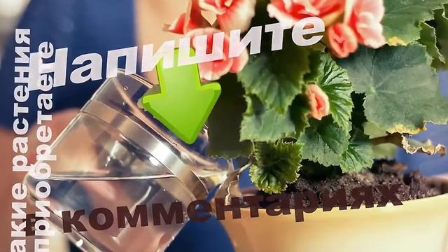 Домашние цветы - друзья.  Комнатные растения  - враги
