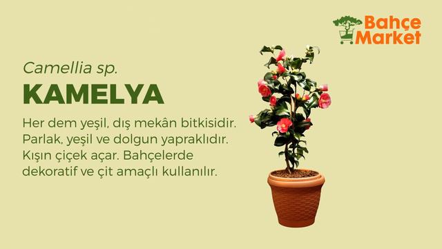 Kamelya Bitkisi, Camellia Sp Bakımı // İBB BAHÇE MARKET KAHVE BİTKİSİNİN BAKIMI