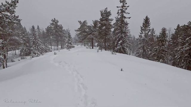 🇳🇴 Walk Under Snowfall in White Forest with Jazz Music, Norway | Winter Ambience - ASMR 4K