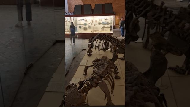 Скелеты Скутозавра в Палеонтологическом музее в Москве