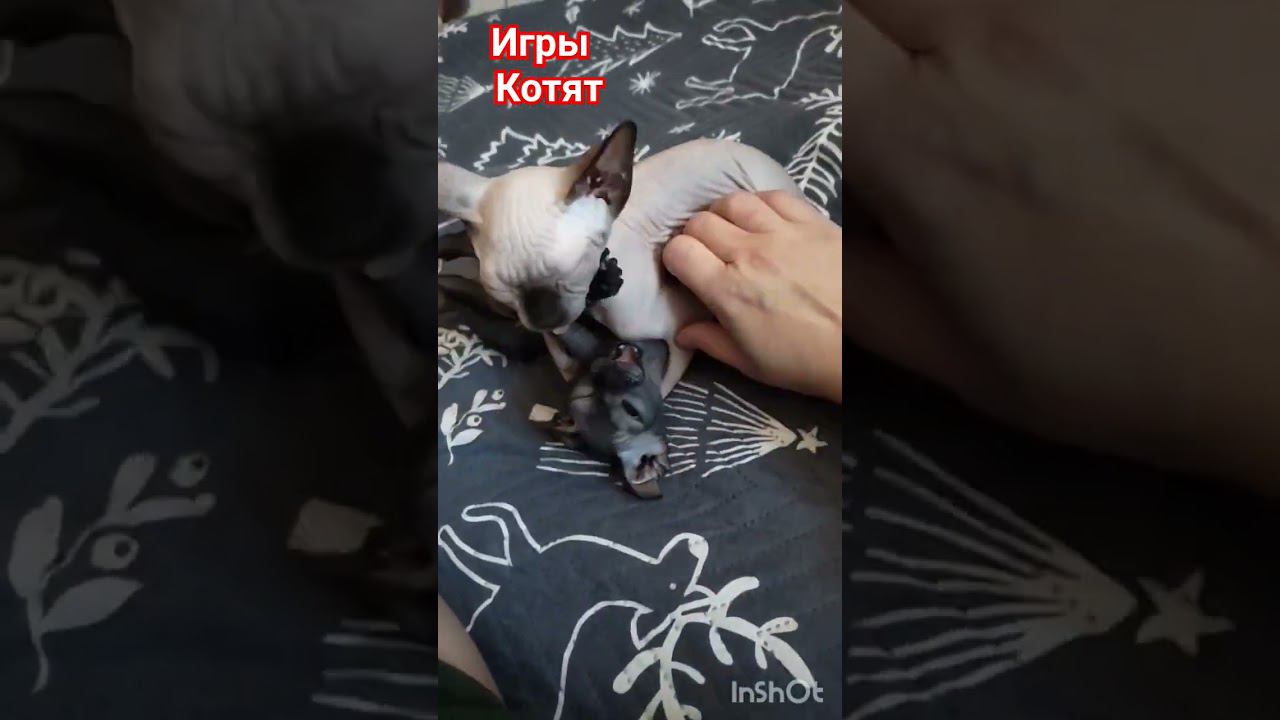 Сфинксы, битва котят Марса и Луны#канадскийсфинкс #котята