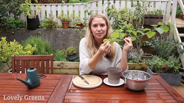 Plants for Free: Propagate Cape Gooseberry Plants from Cuttings