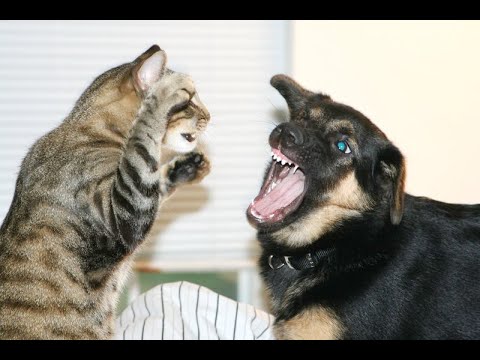 ? Враг или друг? Ответный удар ? Приколы с котами и собаками 2022 #45