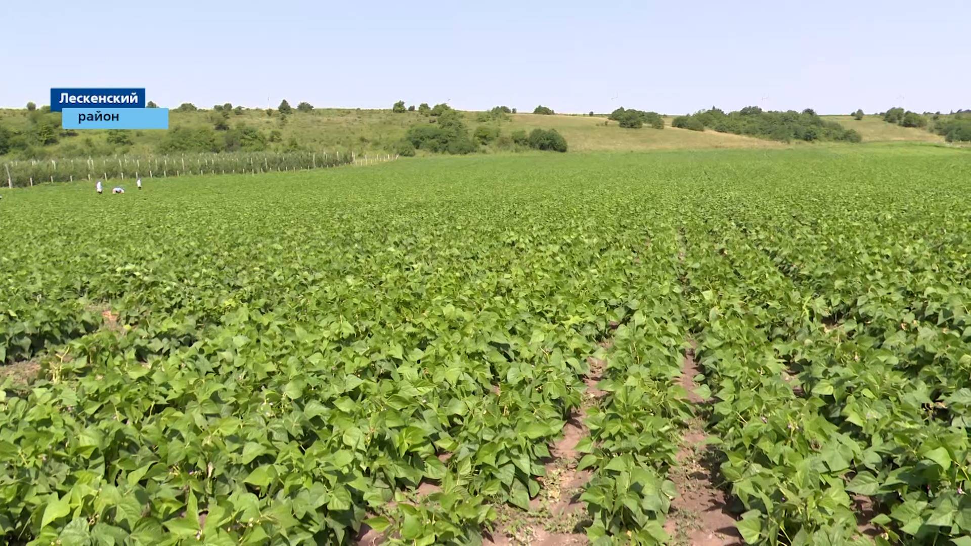 Сельскохозяйственные угодья Лескенского района в этом году радуют богатым урожаем