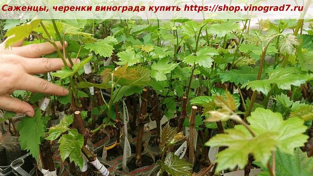 Вегетирующие саженцы винограда https://shop.vinograd7.ru/ , обломка побегов, нормировка побегами.