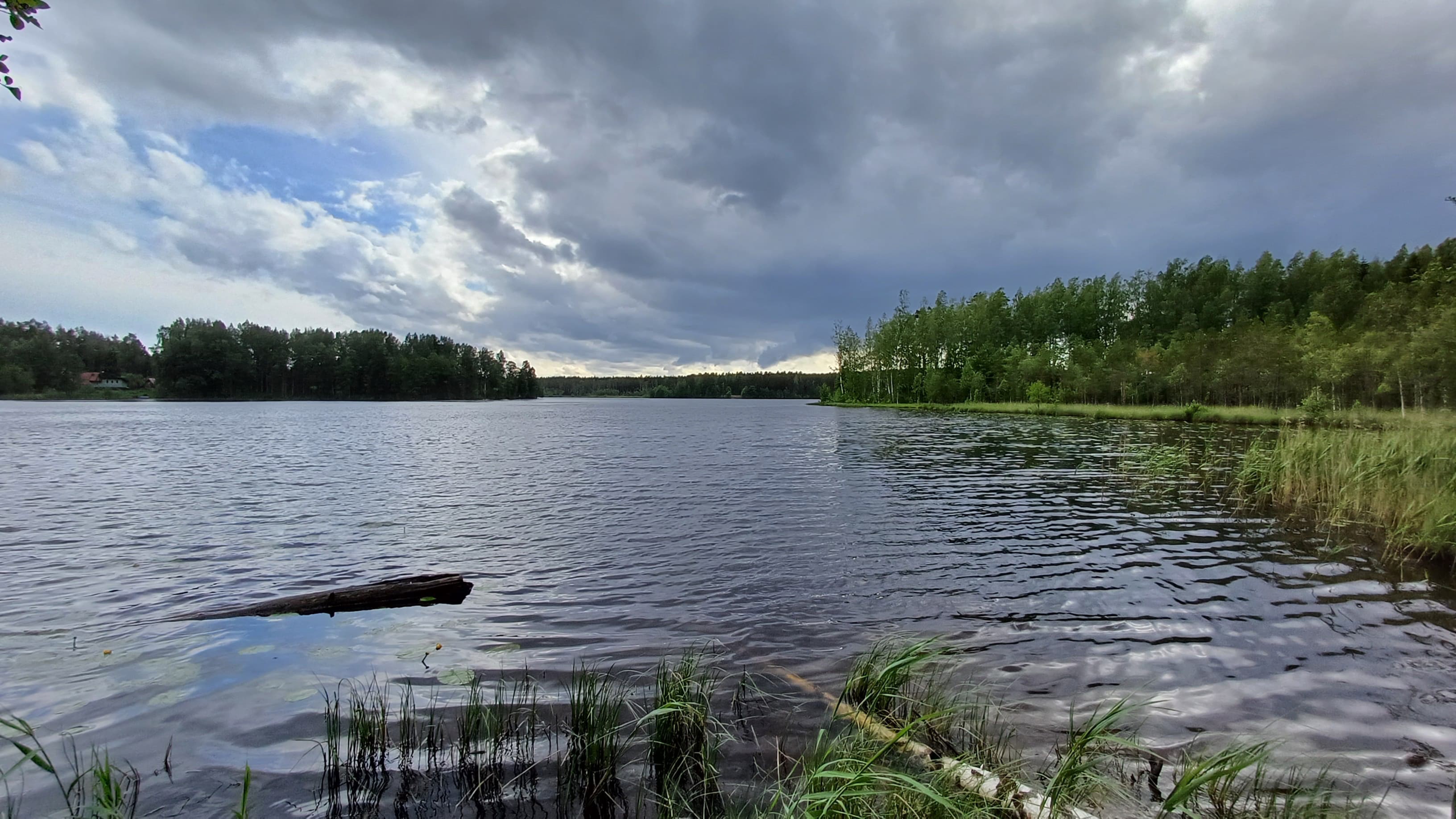 Релакс. Комарово. Заказник «Озеро Щучье» 2024.06.10