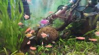 Нужен ли рыбам карантин? Важные советы новичкам.. Do fish need quarantine?