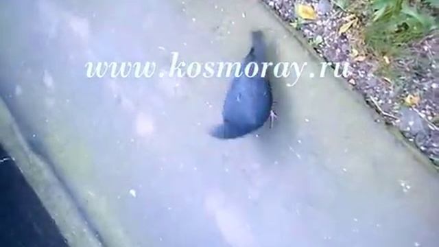 Целитель Доброслав. Голубь под Духовной энергией, прилетел исцелится