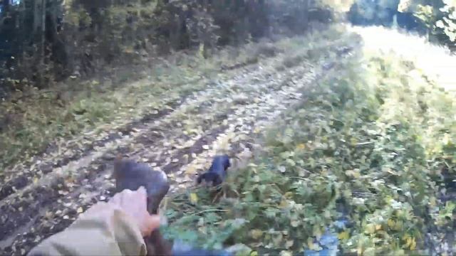 Охота на глухаря с подхода