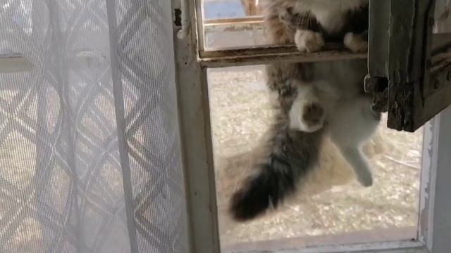 Дикий