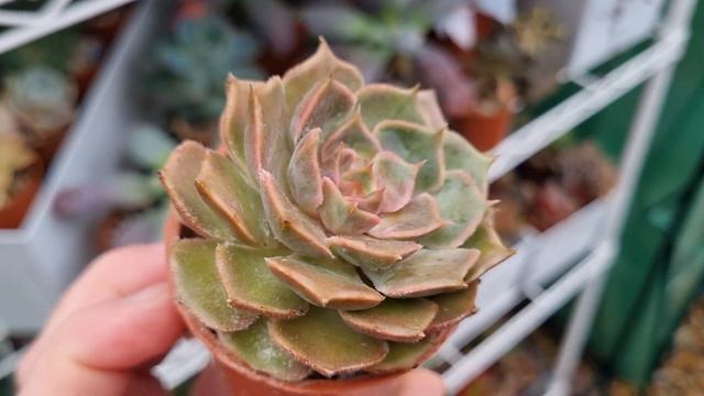 Echeveria Brown Rose