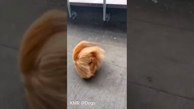 Зря укладку волос делала😡😂 ( видео про собак )
