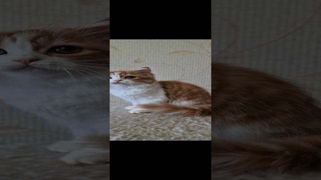 хайленд страйт.mp4