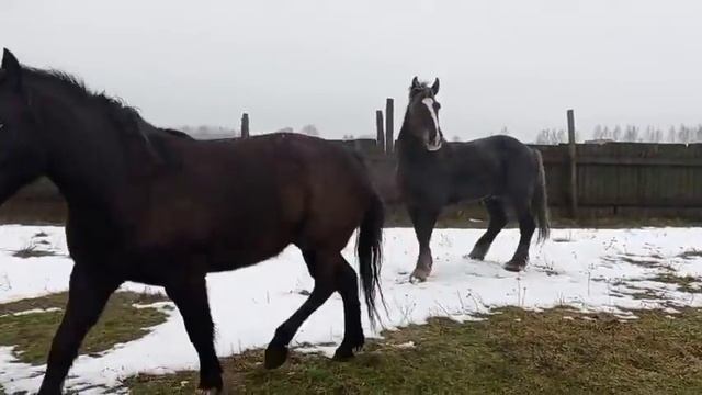 жеребец знакомим с новой кобылай