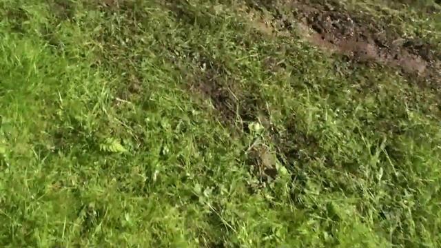 Honda TRX-450 Flip