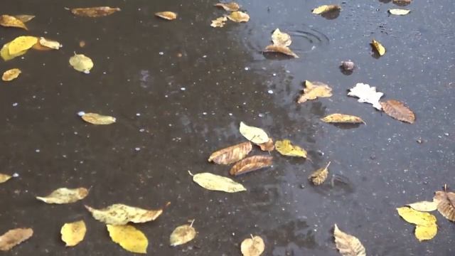 Прогулка под дождем. Звуки дождя под зонтом.