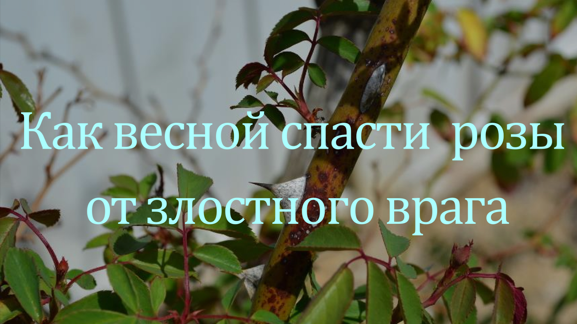 Как весной спасти розы от злостного врага.
Питомник растений Е.Иващенко