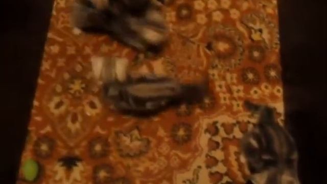 БРИТАНСКИЕ КОТЯТА НОВОСИБИРСК