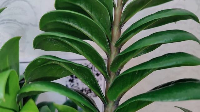 Замиокулькас Зензи _ Zamioculcas Zenzi Наша группа Вконтакте https -_vk.com_cvetyvmeste