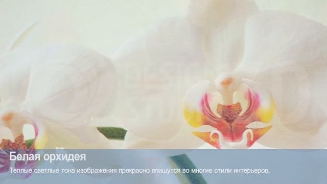 3D Фотообои «Белая орхидея»3D Фотообои «Белая орхидея»