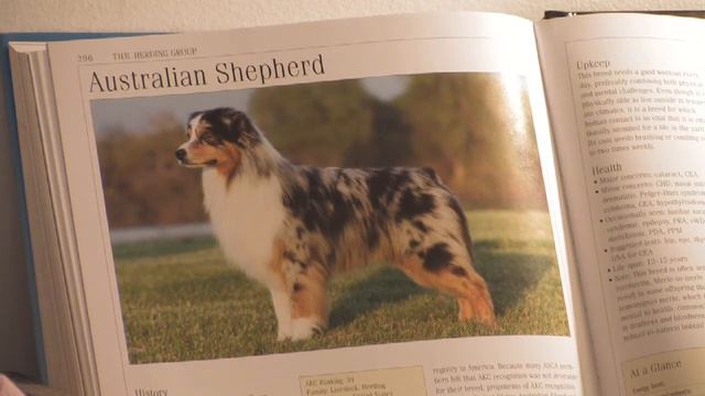 Dog Breeds : How to Select an Australian Shepherd