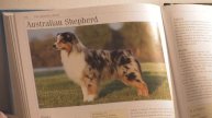 Dog Breeds : How to Select an Australian Shepherd