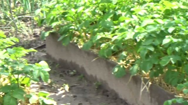Картофель в торфяных грядках (часть 2)