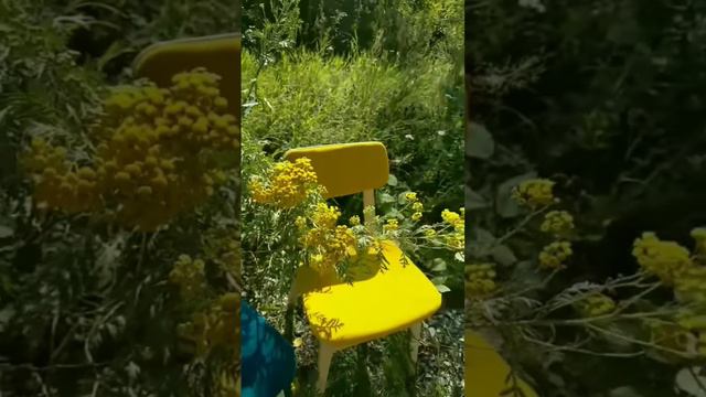 Отремонтированные стулья как цветки пижмы: яркие и мягкие