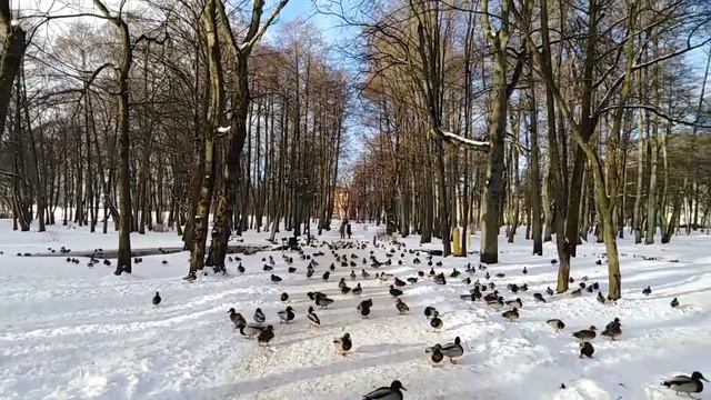 Армия уток на зимовке. Калининградская область.