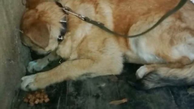 СОБАКА НИКОГДА НЕ ВИДЕЛА ДОБРА ОТ ЛЮДЕЙ,ПОЭТОМУ СТАРАЛАСЬ НЕ ИЗДАВАТЬ НИ ЗВУКА