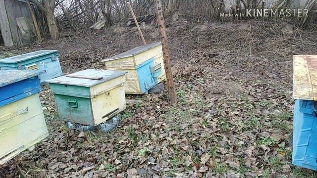 Перенесення вуликів з бджолами, коли?