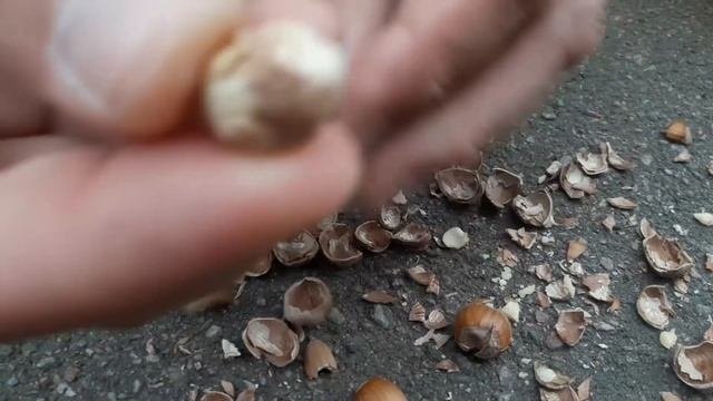 СУПЕР ЛАЙФХАК!!! Как быстро РАСКОЛОТЬ ЛЕСНОЙ ОРЕХ