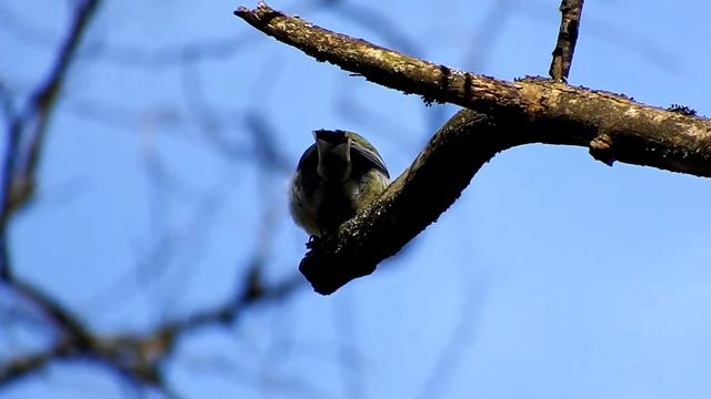 Zilītes dziesma - Песня большой синицы (Parus major)