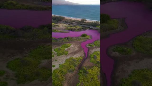 Озеро на Гавайях приобрело розовый оттенок.