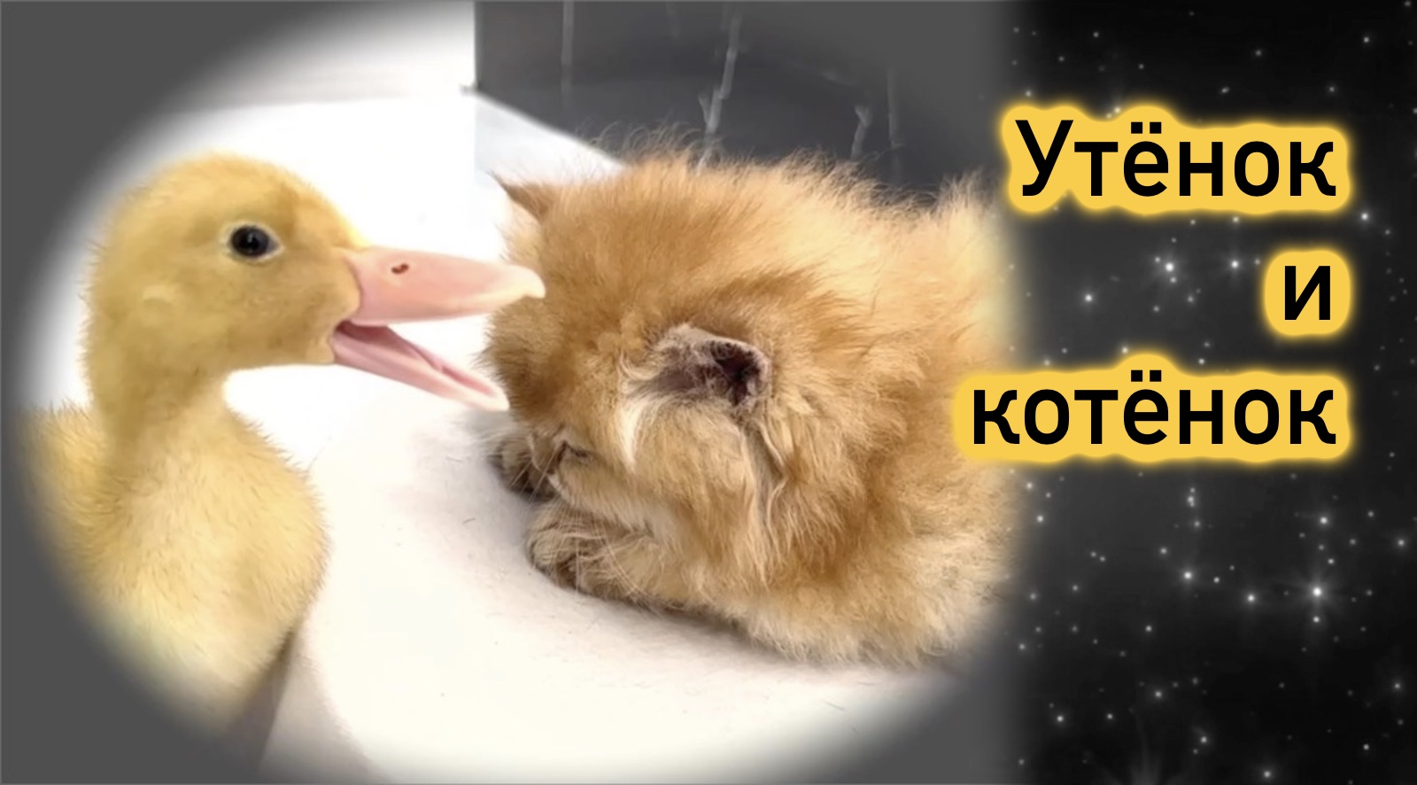 Утёнок и котёнок
