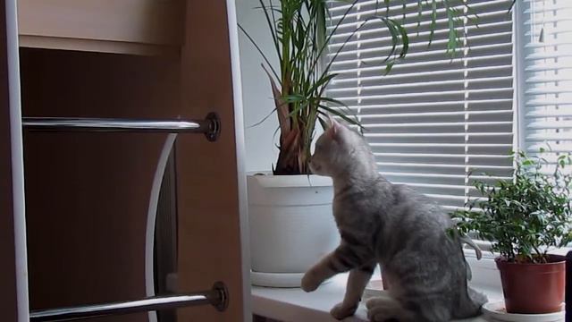 Котёнок и цветы...