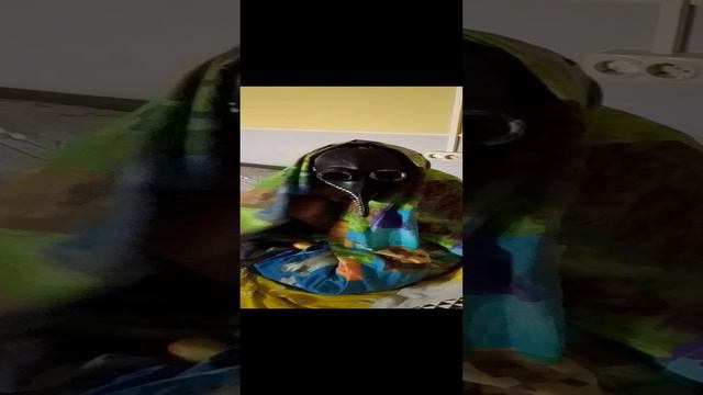 VID_20240909_212628.mp4