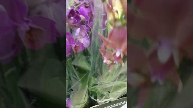 Орхидея оптом и розницу. Отправка по России.